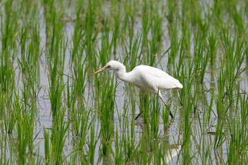 Cattle egret walking on a paddy field.this photo was taken from Bangladesh.