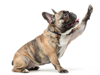 Fototapeta premium Playful French Bulldog Displaying Adorable Expressions with Paw Raised