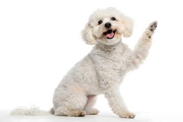 Happy Purebred Toy Poodle Sitting with a Smiling Expression