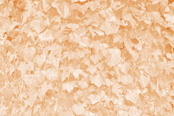 The image shows a dense cluster of leaves with a monochromatic beige color palette, creating a textured and uniform pattern that's visually interesting and unique.