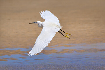 Seidenreiher (Egretta garzetta) im Flug über Flachwasser und braunen Sand in einer Lagune - Fuerteventura, Kanarische Inseln