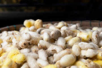 Basket of silkworm cocoons