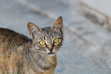 The surprised look of a funny tabby cat looking directly at the camera against the background of a blurred gray street sidewalk. Curiosity face of feline animals