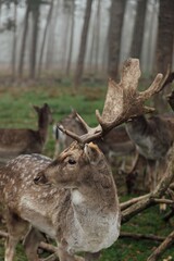 herd of deer in foggy forest. group of deer looking for food on green meadow in foggy forest. deer are very cautious and shy. they look around carefully. wildlife concept