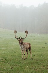 deer in their natural habitat. Photo of a deer grazing in a pasture early on a foggy morning surrounded by tall pine trees. The deer looks intently into the distance.