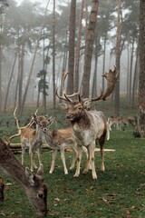 herd of deer in foggy forest. group of deer looking for food on green meadow in foggy forest. deer...