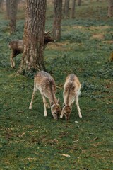 herd of deer in foggy forest. group of deer looking for food on green meadow in foggy forest. deer are very cautious and shy. they look around carefully. wildlife concept