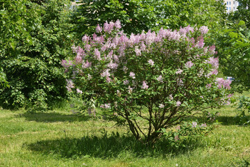 A small flowering bush of young lilac