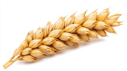 Golden Wheat Ear Close Up Isolated on White Background High Resolution Stock Image