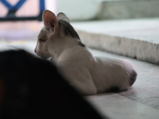 four month old orange stray kittens playing with boxes, plants, trees and having food and clean water.