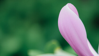 Abstract close-up of a delicate petal with soft curves and a natural green blurred background.
