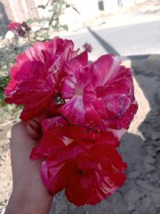 near of heart tree flower 3 gigapixel art scale 4 00x