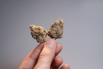 CBD cannabis buds on white studio background, close up. Man grower holds in his hand marijuana dried flowers. Alternative lifestyle, weed stuff for micro-dosing, medical recreational therapy