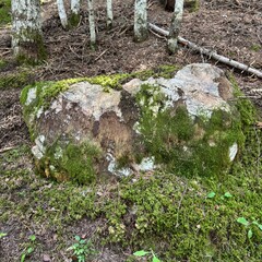Roca por camino en bosque