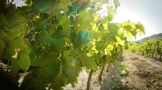 Vigne au printemps