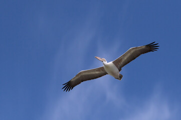 Beautiful Spot-billed Pelican [Pelicanus phillippenis] in Flight Against Blue Sky at Laem Phak Bia, Phetchaburi THAILAND