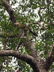 Fototapeta premium Tickell's Brown Hornbill (Anorrhinus tickelli) Perching on big tree in Kaeng Krachan National Park, THAILAND