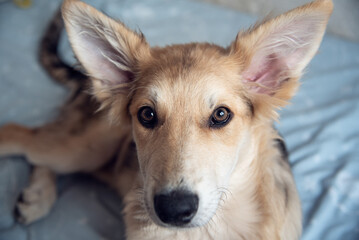 Cachorros de perro lobo en su día a día
