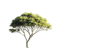  a realistic green tree isolated on a transparent background