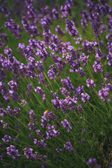 Obraz premium Nature background with beautiful Lavender flowers