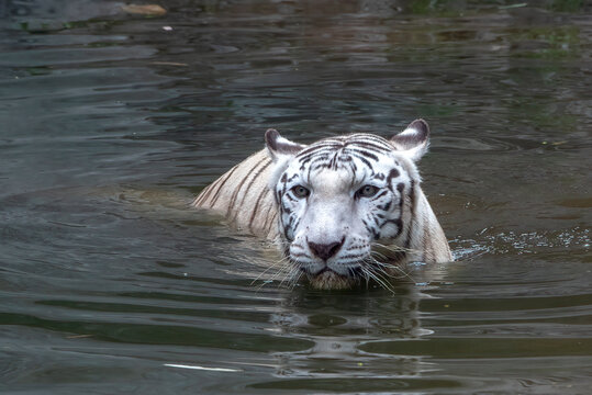 Close-up of a white tiger swimming in a river, Indonesia