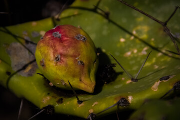 Prickly pear fruit.