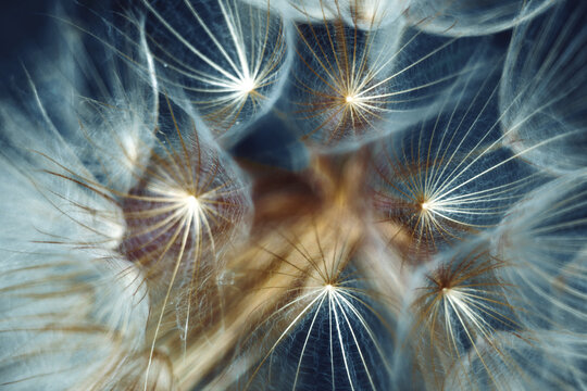 Close-up full frame macro shot of a dandelion clock