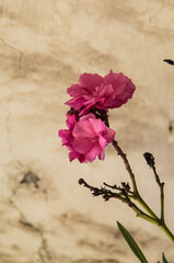 Pink flowers of Nerium oleander.