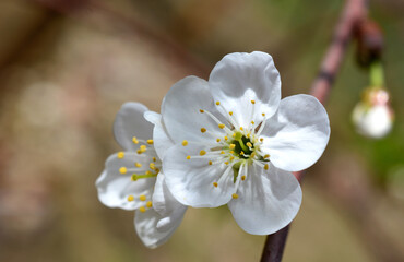White Cherry Blossoms macro photography