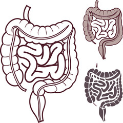 Intestines organ vector Illustration. Intestines vector art with white background. 