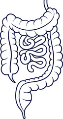 Intestines organ vector Illustration. Intestines vector art with white background. 