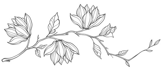 branch of a tree Magnolia flower, magnolia tree branch. Line art Vector illustration