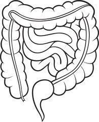 Intestines organ vector Illustration. Intestines vector art with white background. 