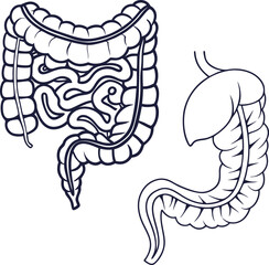 Intestines organ vector Illustration. Intestines vector art with white background. 