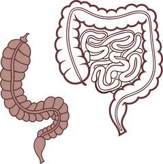 Intestines organ vector Illustration. Intestines vector art with white background. 