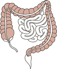 Intestines organ vector Illustration. Intestines vector art with white background. 