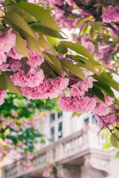 pink cherry blossom, Budapest