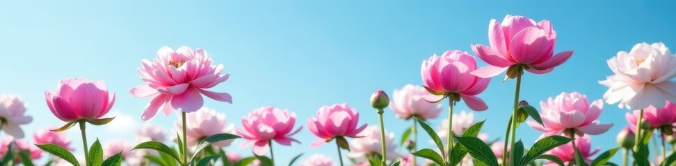 Obraz premium Gentle pink peonies unfold against a vast blue sky, garden, blooms, pink peonies