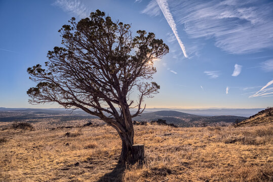 Lone Tree on the summit of Apache Maid Mountain, Coconino National Forest, Arizona, USA,