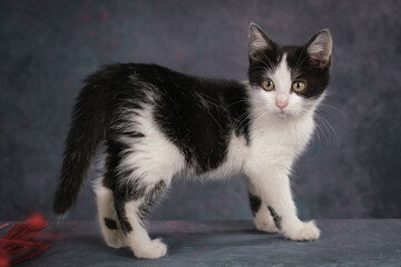 Portrait of a black and white kitten. Studio shooting, dark background.
