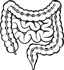 Intestines organ vector Illustration. Intestines vector art with white background. 