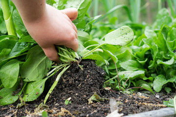 Harvesting Fresh Spinach Leaves / Hand picking fresh green spinach leaves in an organic vegetable garden