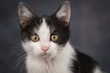 Portrait of a black and white kitten. Studio shooting, dark background.