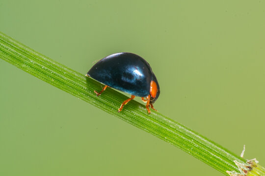 Close-up of a ladybug (Coccinellidae) on a plant stem, Indonesia