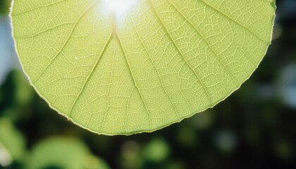 A single green leaf covered in dewdrops against a simple, clean background, creating a minimalist nature-inspired composition.