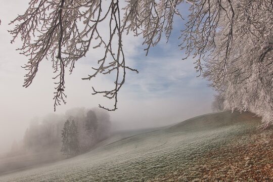Frost covered trees in a foggy winter landscape, Switzerland - Powered by Adobe