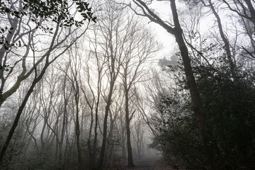 Obraz premium trees in misty forest