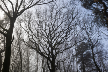 Trees in misty forest