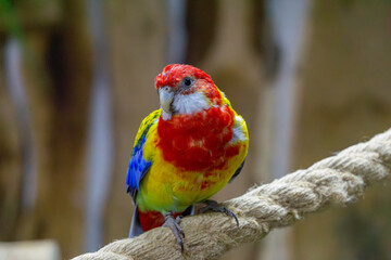 Rosella, a medium-sized parrot. wild bird in confinement in a parrot house