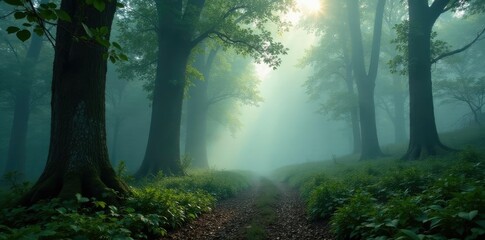 Obraz premium Misty woodland with foggy tree trunks and misty undergrowth, undergrowth, forest scenery,
